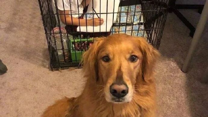 因金毛总是干扰孩子做作业，狠心老妈就...哈哈哈，心疼孩子！