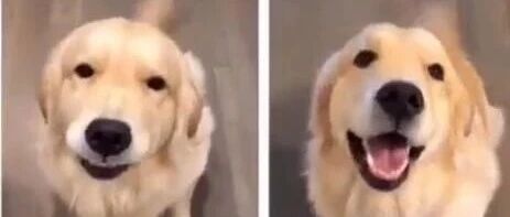 据说狗砸犯没犯错，看耳朵就知道了，那大金毛要怎么看？