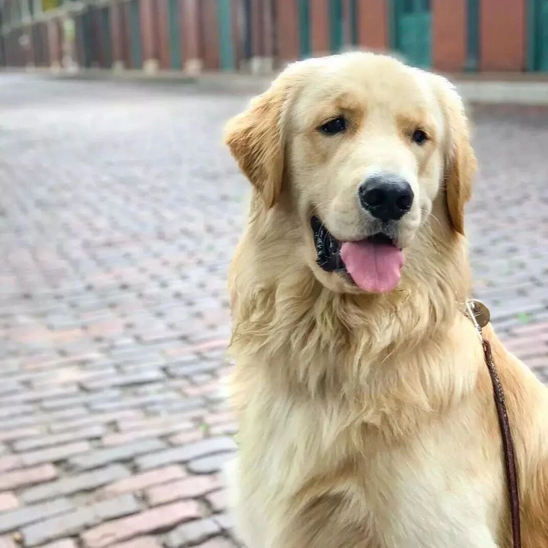 主人出去玩没带金毛，回家看见这一幕，笑劈叉了!