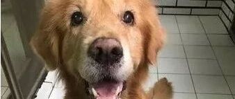 病重的15岁老金毛突然叼着牵引绳想要出门溜达，回家后安然离世……