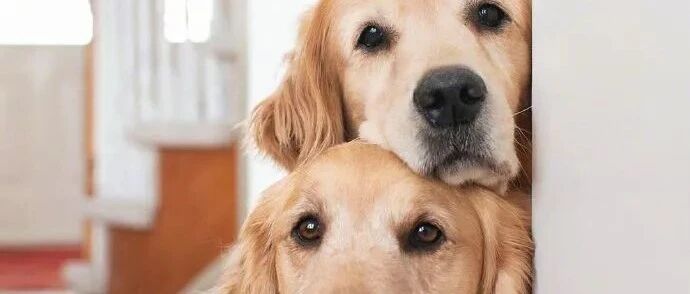 如果你养了两只大金毛后，你可能会经常看到这一幕...