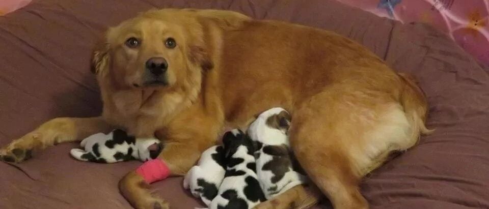 收养了只金毛犬，两天后顺利产子，可宝宝出生后主人和妈妈都懵了！