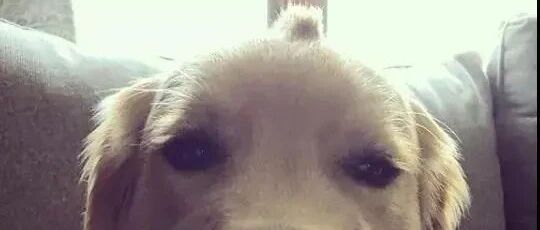 金毛天生长了一撮呆毛：它是独角兽的亲戚吗？