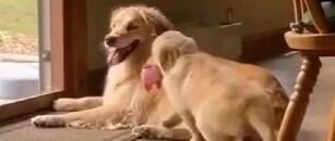 小金毛连撞三次玻璃门，金毛妈妈都看呆了：这娃是不是傻？