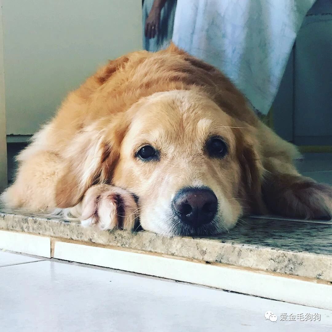 看完这个MV，你一定想养只金毛！