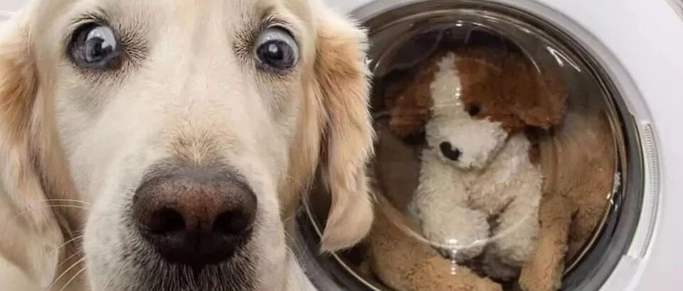 把大金毛最爱的玩偶扔进洗衣机后，这货无比惊恐：你杀了它？