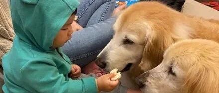 金毛的零食总是莫名消失，网友偷偷观察，意外发现可爱真相……