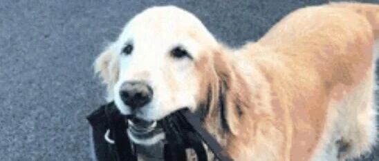 金毛：主人等下，你忘了牵我！