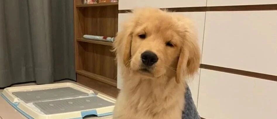 遛狗时突然跑过来一位小姐姐抱着小金毛痛哭，原来……