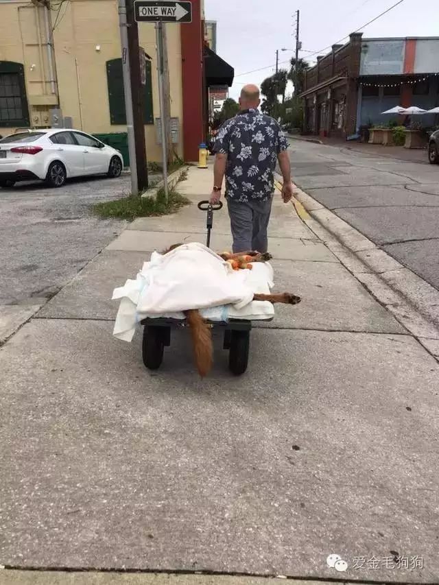 超喜歡外出的金毛患癌後再也無法站起來，主人拉小車帶它散步，狗狗虛弱的臉上露出超治愈笑容！ 寵物 第7張