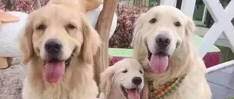 大金毛的一家子，这卖萌完全没有抵抗力啊！