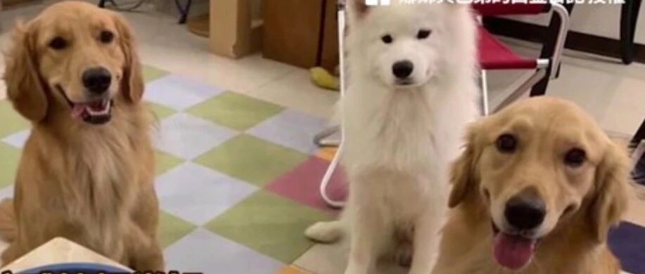 两只大金毛在萨摩头顶吵个不停，小萨：大暖男？能不能成熟一点？！