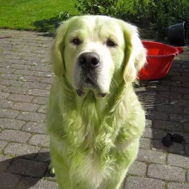 狗子对不起！我知道不该笑，但我真的忍不住……