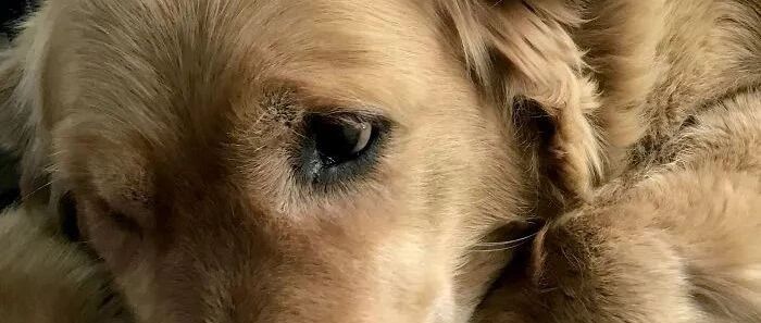 大金毛捡到一只孤儿考拉，还抱紧它度过寒夜...暖爆了！