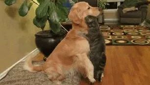 为什么这么多人喜欢金毛犬！？