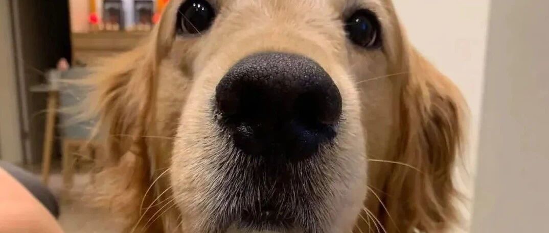 大金毛吃饭老是把胸毛弄脏，于是主人便把它变成了“狼外婆”……