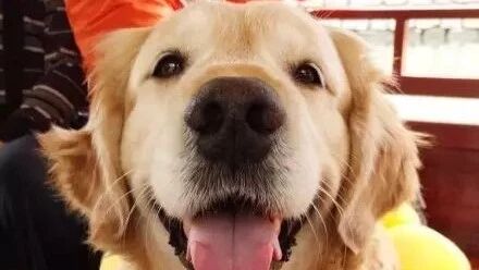 这些狗狗的名字我能笑一年，一点也不夸张.....