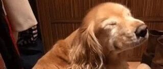 爸爸找了一下午，原来大金毛躲在衣帽间，狗子一脸抱歉：让你担心了