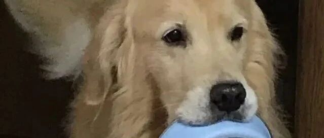 本来睡得很香的大金毛，闻到蒸红薯的味道后……