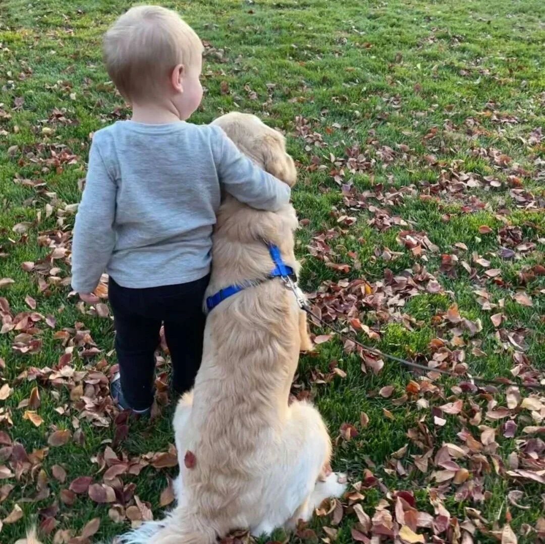 第一次看到雪的金毛，第一时间回家叼出来了这个……