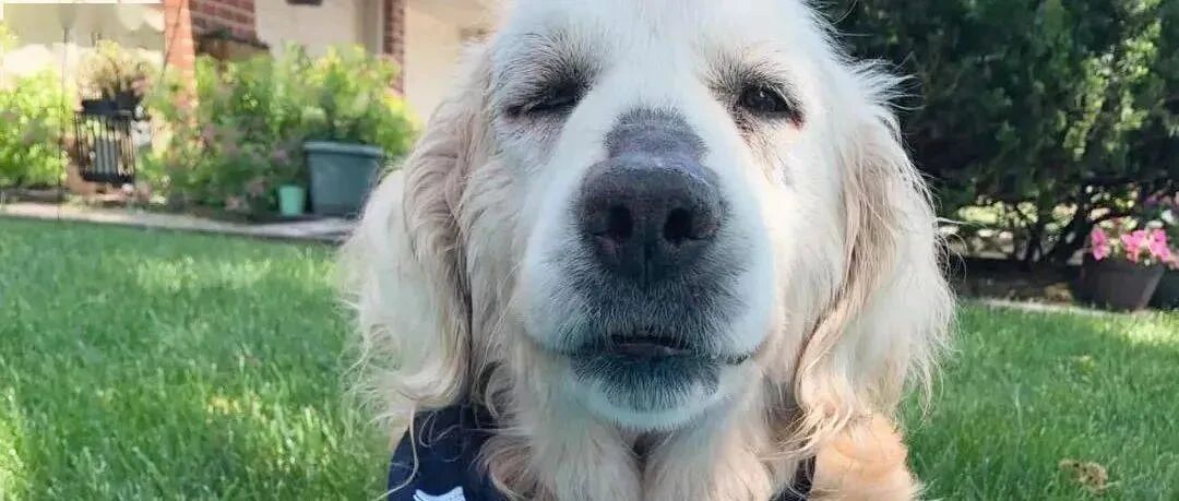 一只被抛弃12岁老金毛的60个遗愿，在超多人的帮助下一个个完成了……