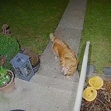 大金毛深夜去找隔壁的女朋友，在门口静静等待的样子……太甜啦！