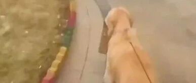 主人抱怨再也不让家里的大金毛拿快递，原因竟是……哈哈哈