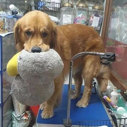 大金毛很害怕去宠物店洗澡，每次都要带娃娃壮胆，太逗了！