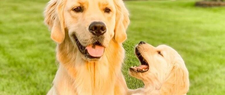 第一次去狗狗日托班，小金毛趴窗户不舍麻麻，但下一秒……瞬间被热情淹没！