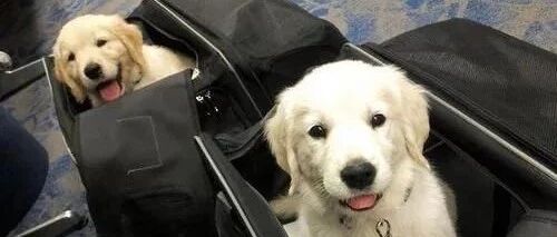 在飞机上竟然遇到了大金毛一家...