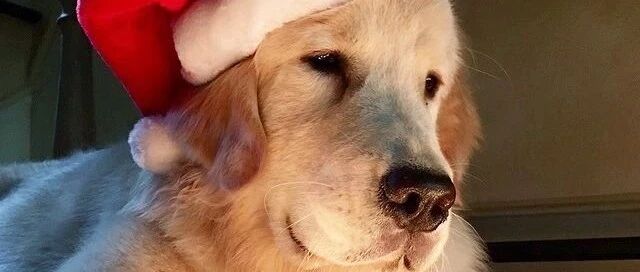 狗子那些蠢蠢的可爱行为，也太招人喜欢了吧！