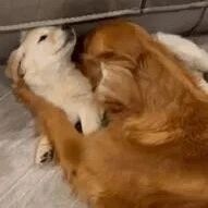 带回来一只小金毛，本以为家里的大金毛会吃醋，没想到它也超喜欢这个新来的小家伙…