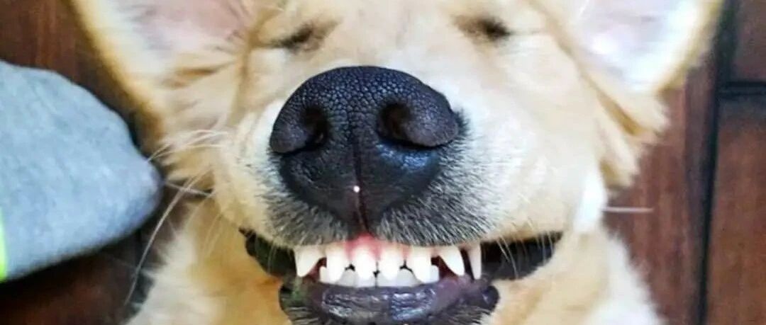 累了吗？学学金毛也给自己一个大大的微笑吧！