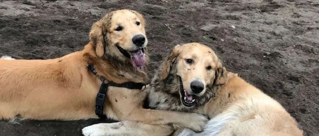 大金毛在公园和别的狗一见钟情，但和对方铲屎官聊天后才发现……这就是缘分啊!