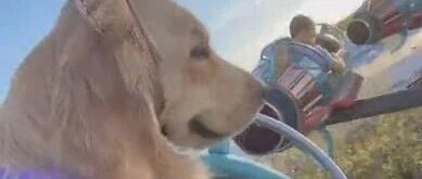 带大金毛去迪士尼还亲吻公主，看到它的身份之后：怪不得可以这么嚣张！