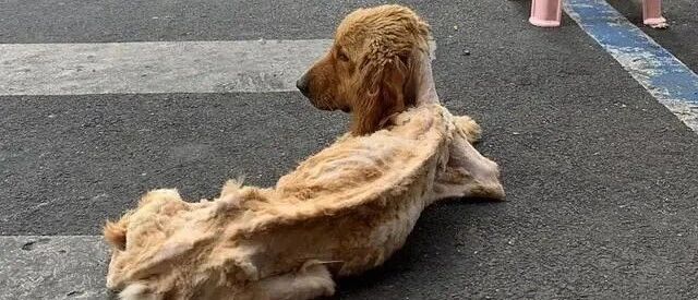 大金毛被遗弃痩成“排骨”，可它依然在原地等主人，不愿离开…