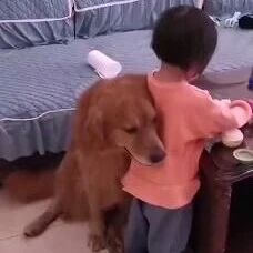 5岁金毛犬既当保姆又当保镖，网友：赶紧送去大学！