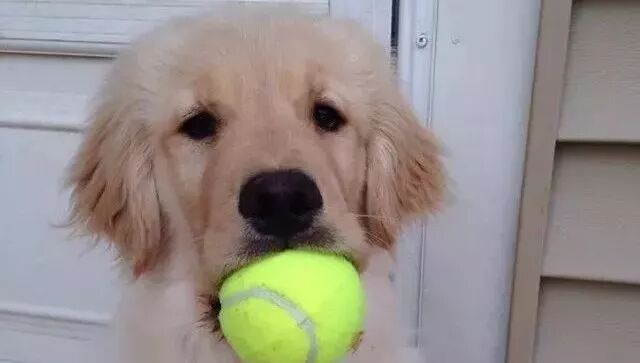 眼睁睁看着一只金毛从小长大到慢慢变老，整个过程看得人哭得稀里哗啦！