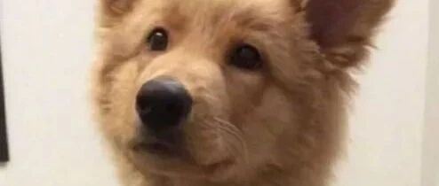 金毛和德牧生下的娃长这样……这也可爱得过分了吧！