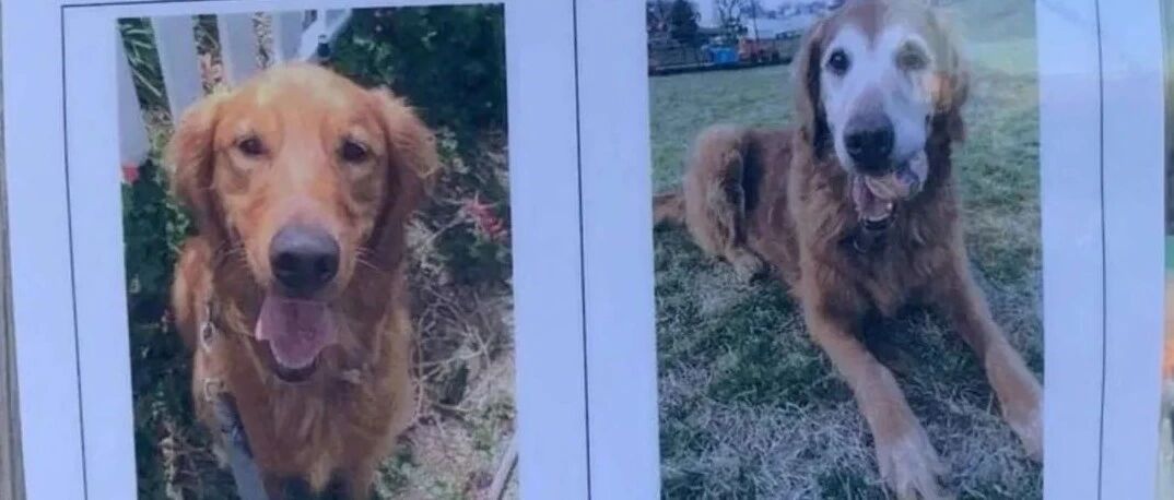 街上看到一张特殊的寻狗启示，上面的大金毛却把路人都看哭了…