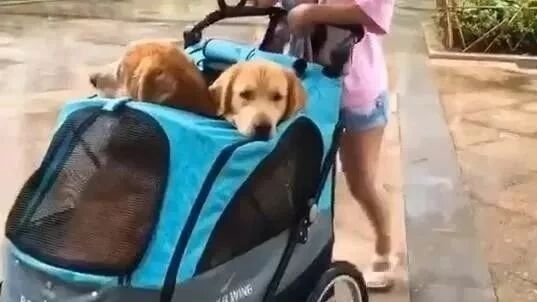 下雨天也不忘带金毛出门遛狗，可看到主人的遛狗方式后笑喷了！