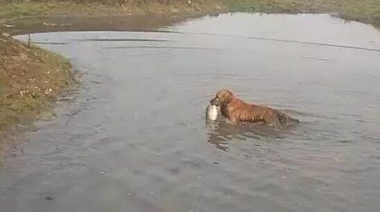 周末带金毛去郊外踏青，这货居然跳进河里抓了条鱼上来……