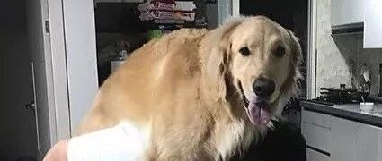 都说金毛不能经常抱，你们咋不信呢，现在后悔了吧！