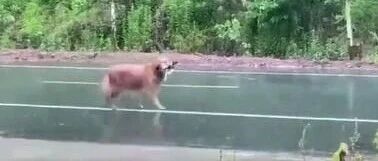 大金毛在大雨中无助地哀嚎：主人，你在哪里?