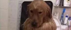 狗子拒绝洗澡放大招，这只金毛的表情亮了！