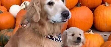 小金毛被迫跟大金毛拍合照，但是它这个表情，却让人忍不住笑喷！