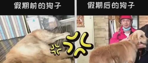 主人放假期间拜托外卖小哥帮忙照顾狗狗，最后狗子不仅长胖十几斤还不认主人了...