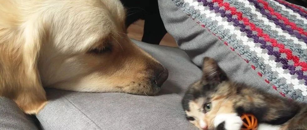 一个养了拉布拉多和金毛的铲屎官有猫了之后，下场竟然这么“惨”！