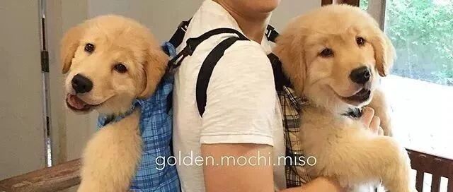 你知道同时养两只小金毛是怎样的体验吗？