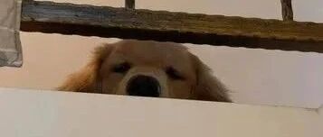 小金毛恐高每次下楼梯都要人抱，直到这货长到60斤……